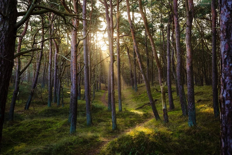 Woodland