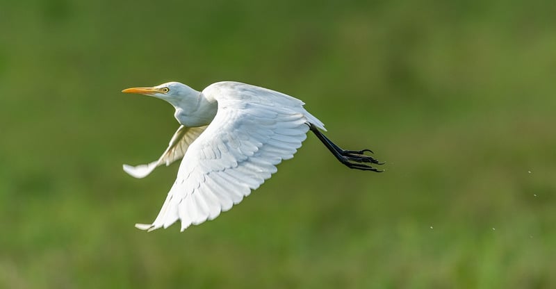 Wing accessories